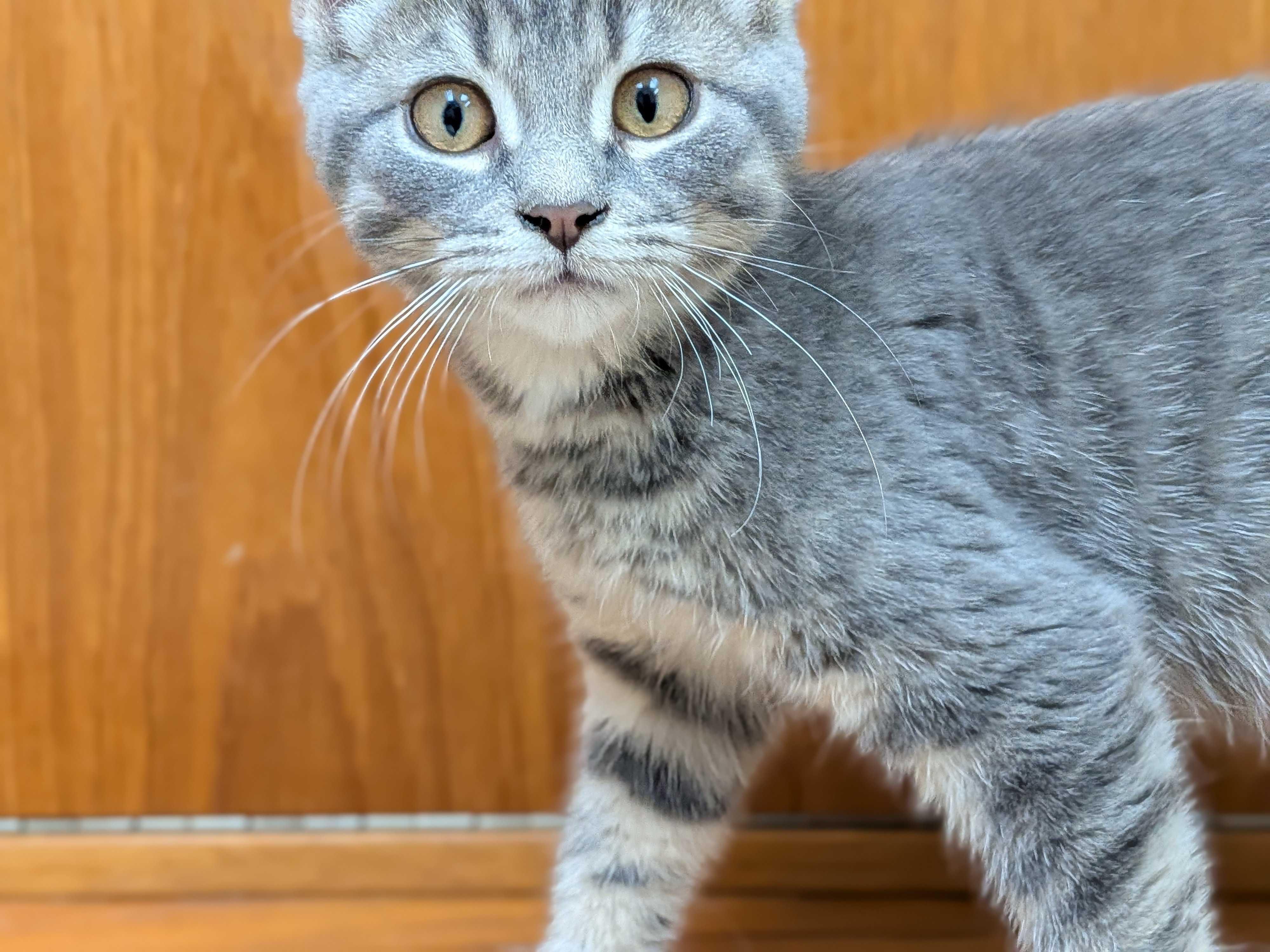 Enlarge Opal, a Adopted Domestic Short Hair in Wakefield, QC image 5/6