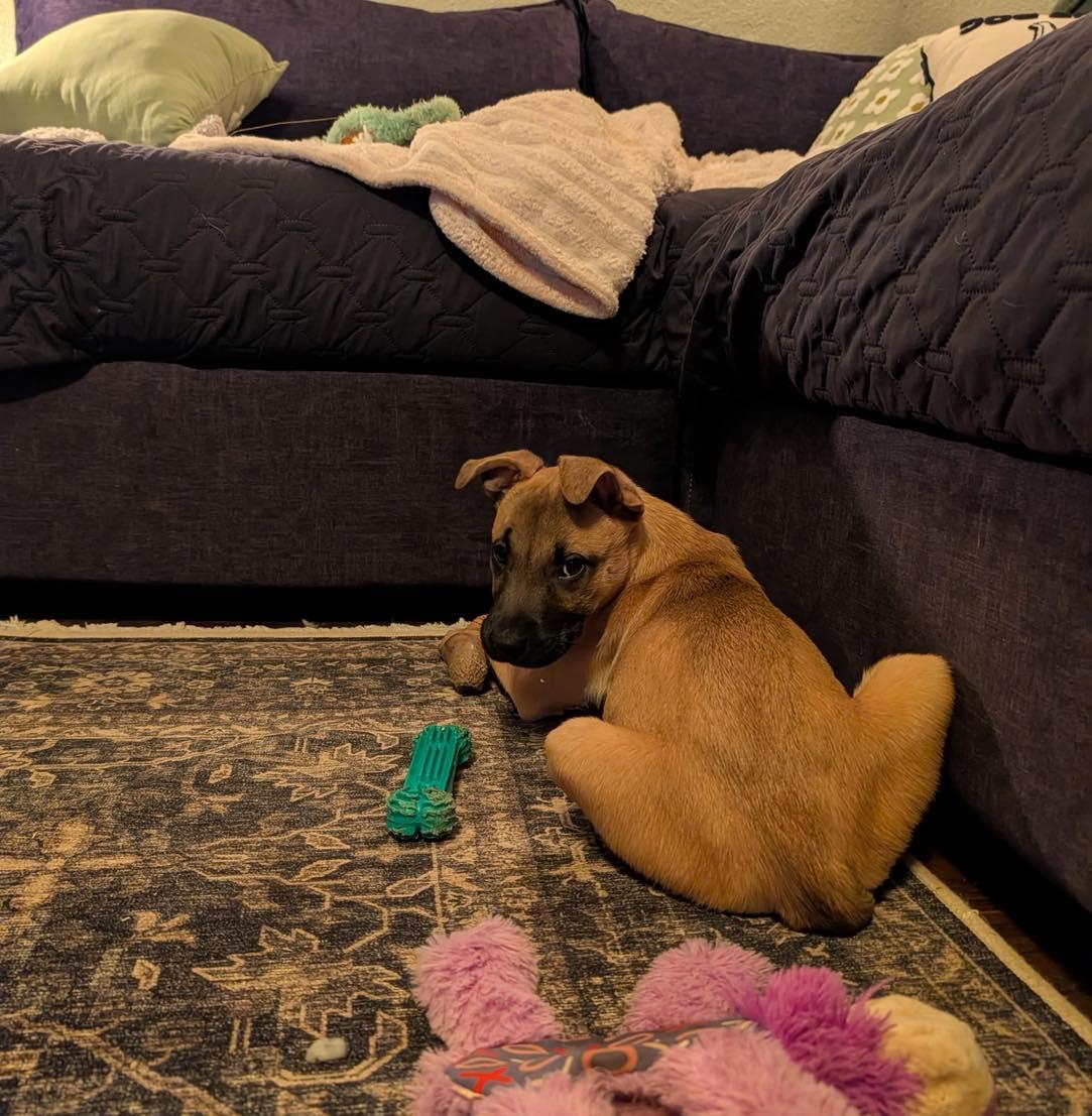 Harper, a ADOPTABLE mixed breed in Broken Arrow, OK image 3/4