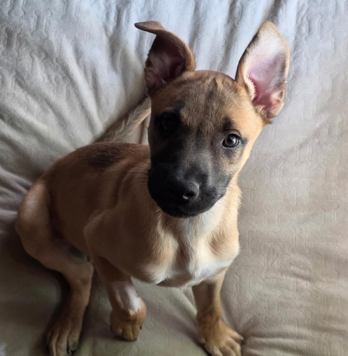 Harper, a ADOPTABLE mixed breed in Broken Arrow, OK image 4/4