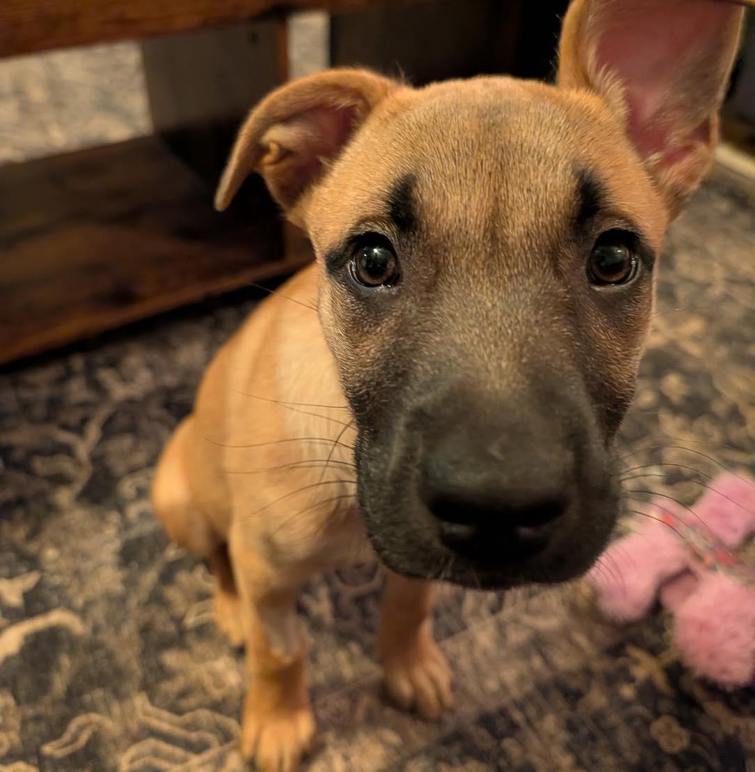 Harper, a ADOPTABLE mixed breed in Broken Arrow, OK image 2/4