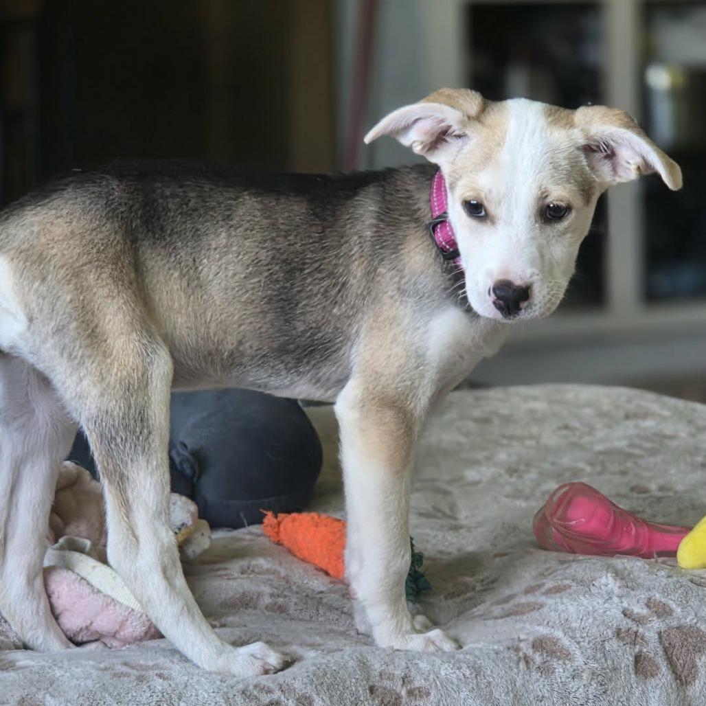 Naya, Adoptable, Puppy Female Mixed Breed & Mixed Breed.