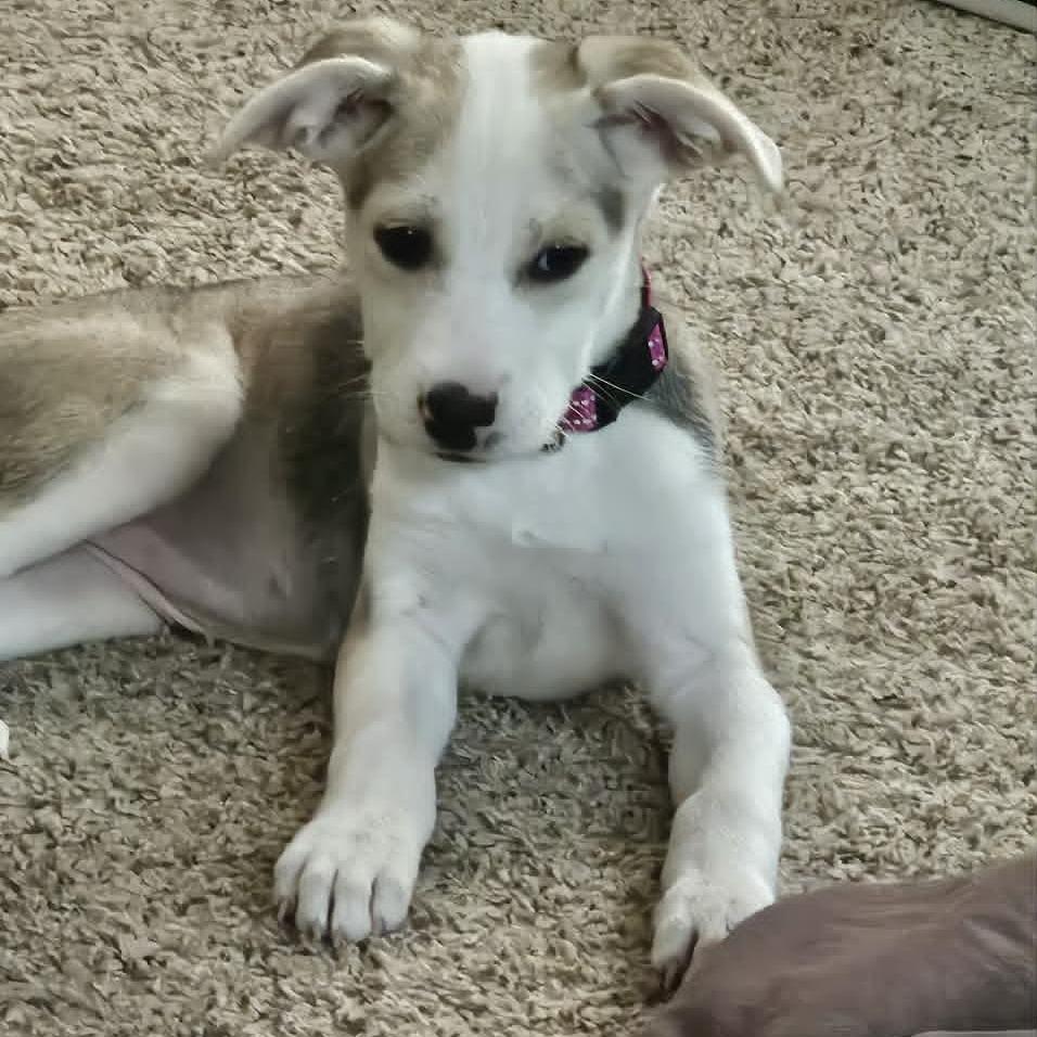 Enlarge Naya, a Adoptable mixed breed in Alma, WI image 2/6