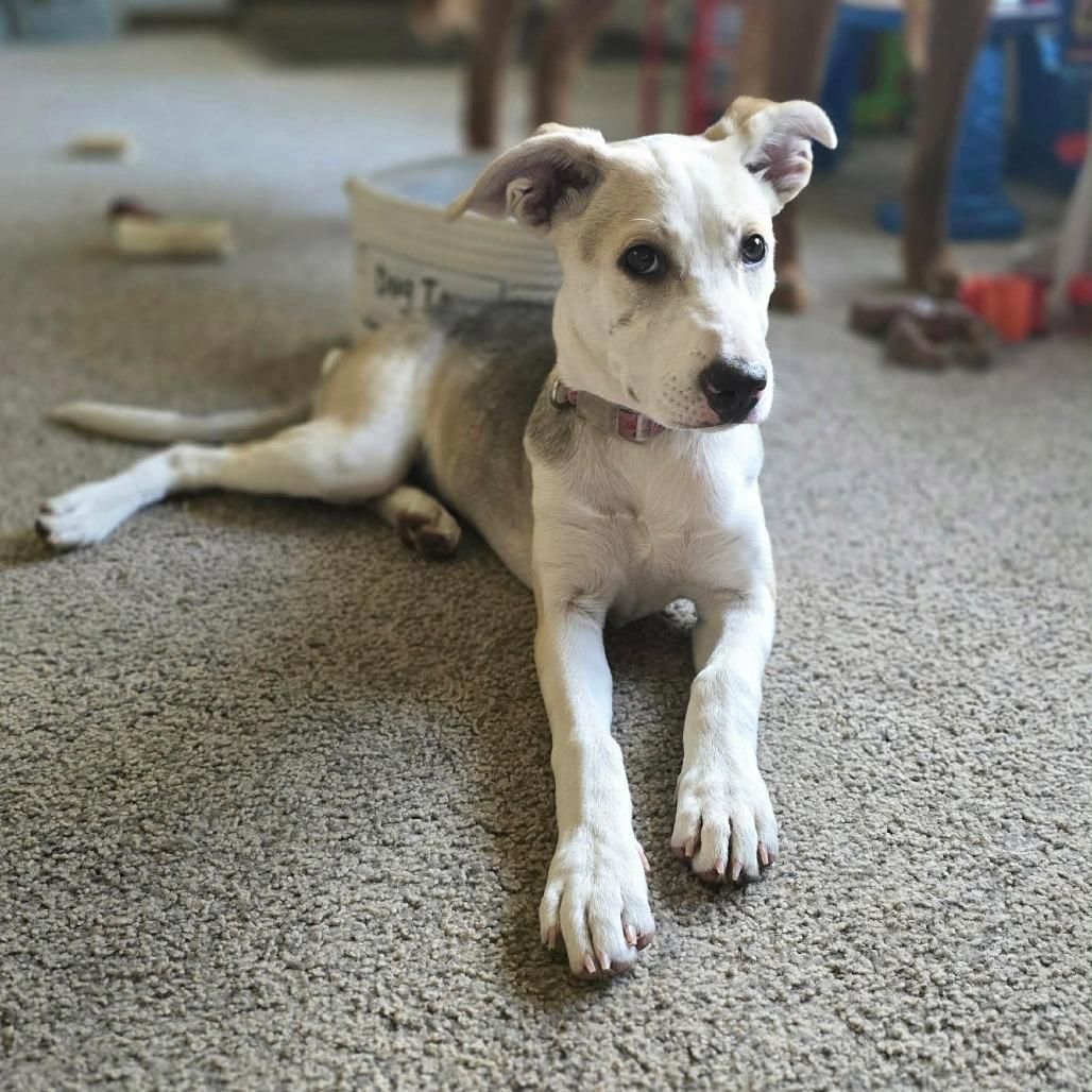 Enlarge Naya, a Adoptable mixed breed in Alma, WI image 4/6