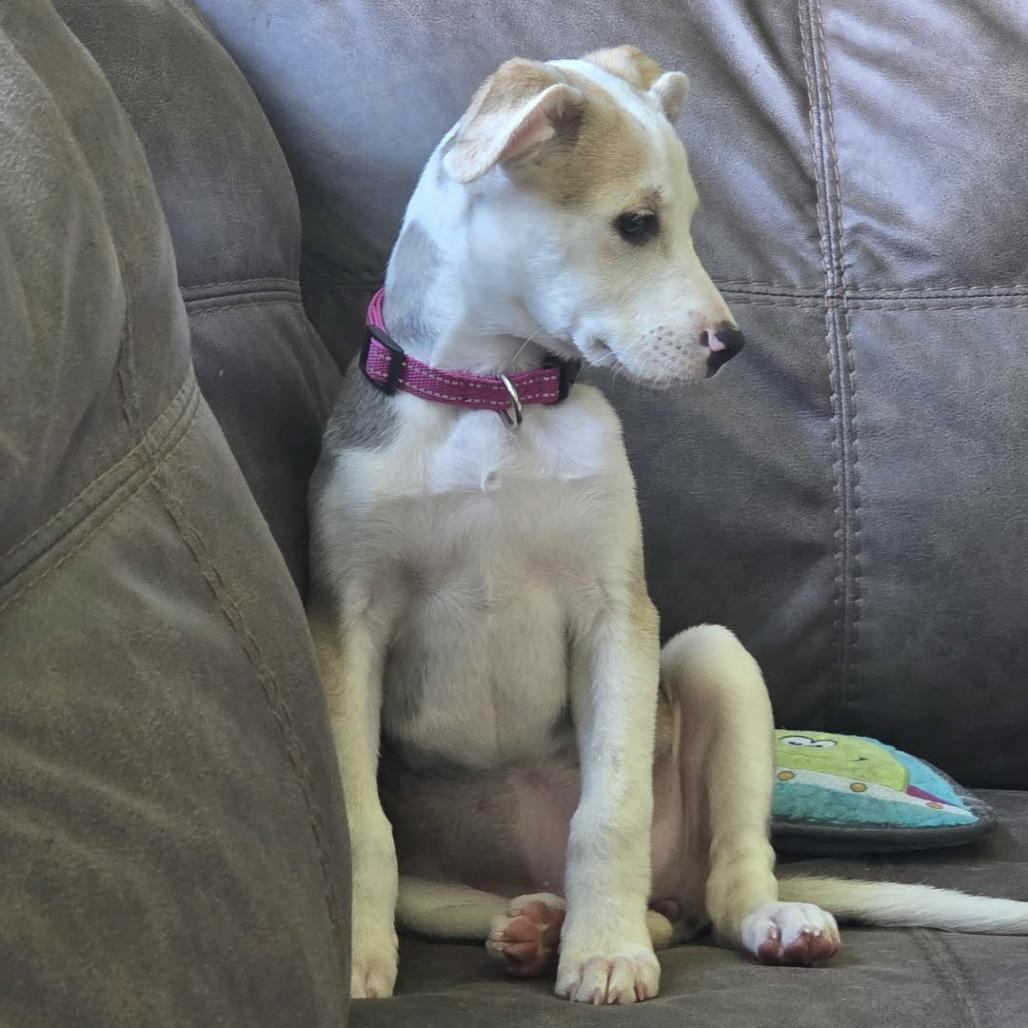 Enlarge Naya, a Adoptable mixed breed in Alma, WI image 6/6