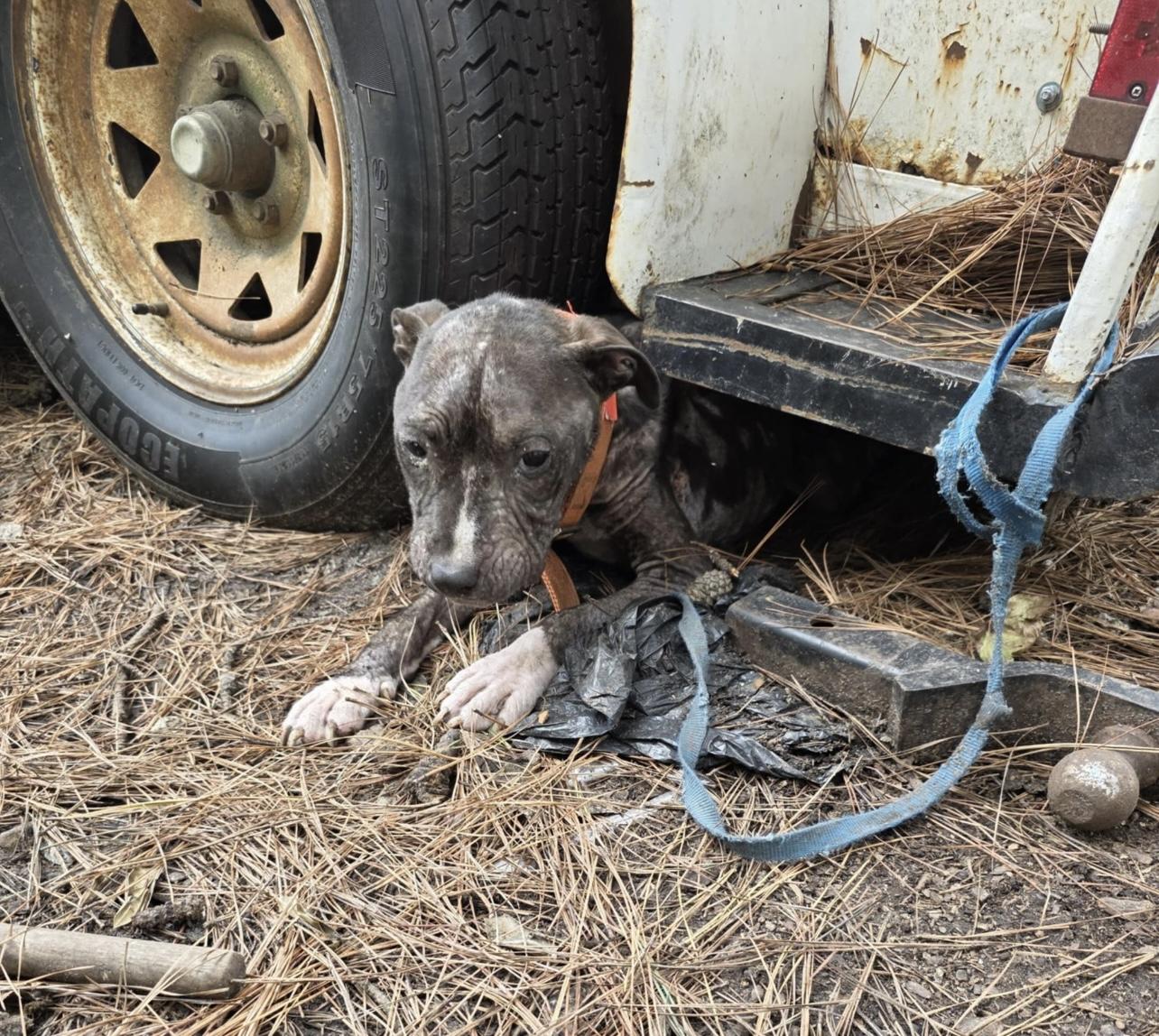 All I want for the holidays is a home of my own. Love, Luna