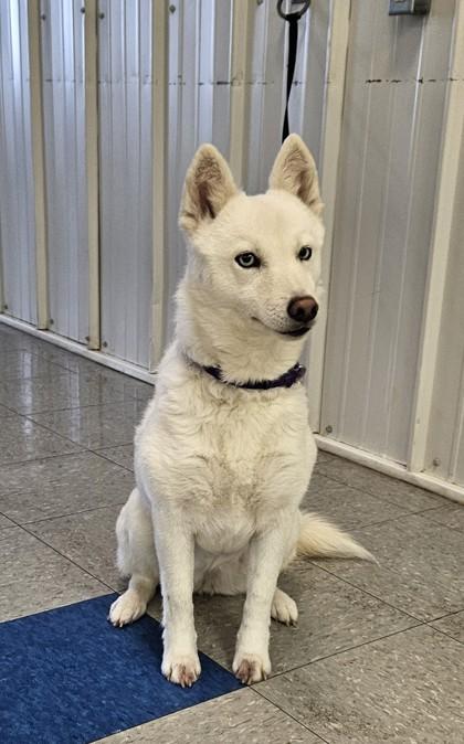 Ashes, a Adoptable mixed breed in Freeport, IL image 1/3