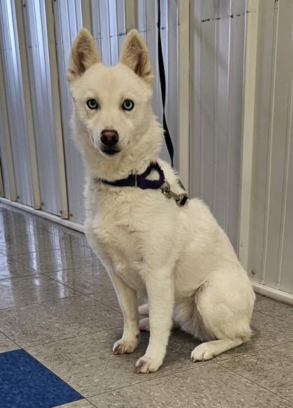 Ashes, a Adoptable mixed breed in Freeport, IL image 2/3