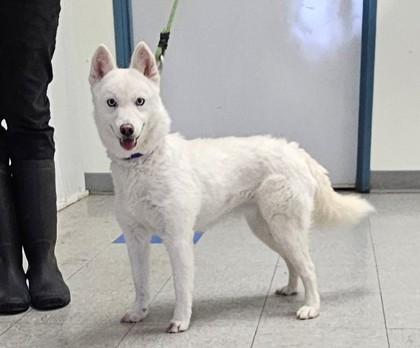 Ashes, a Adoptable mixed breed in Freeport, IL image 3/3