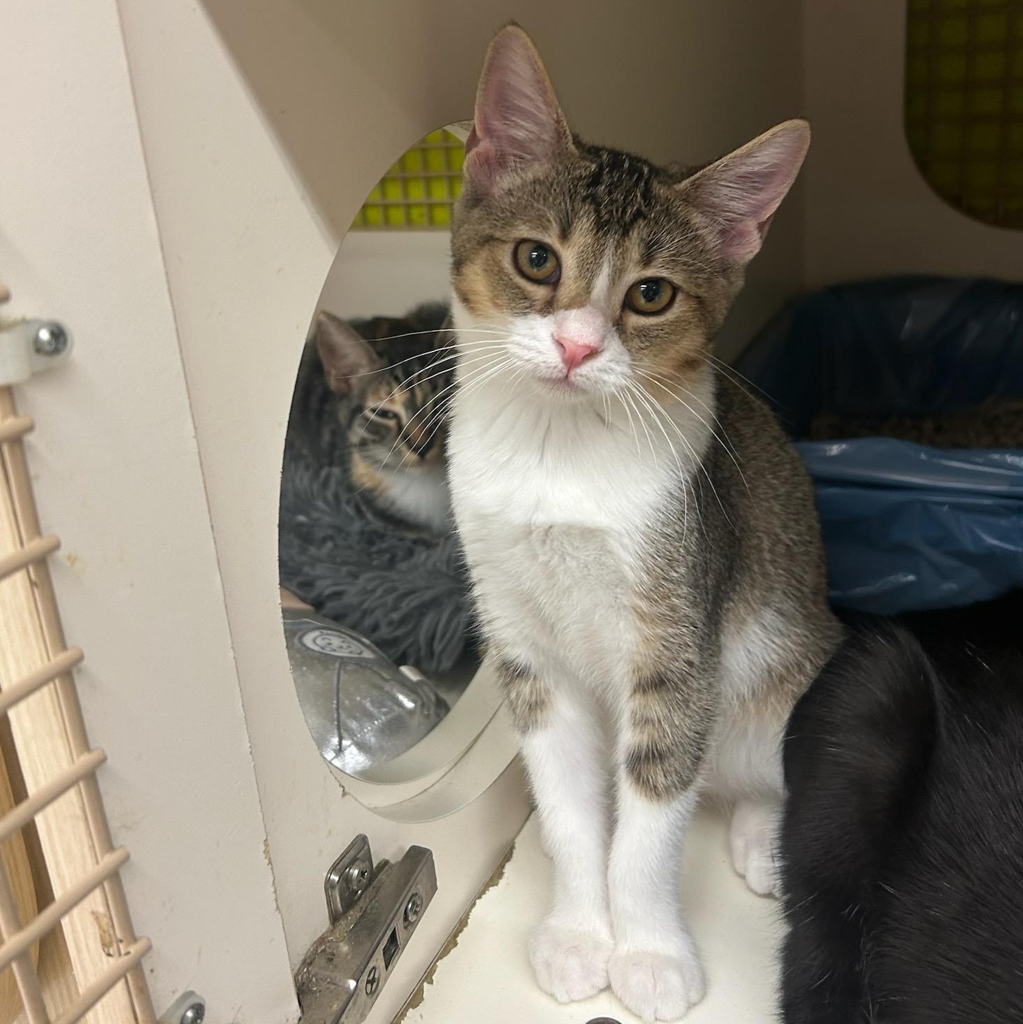 Enlarge Maylene, a Adopted Domestic Short Hair in Riverside, CA image 1/2