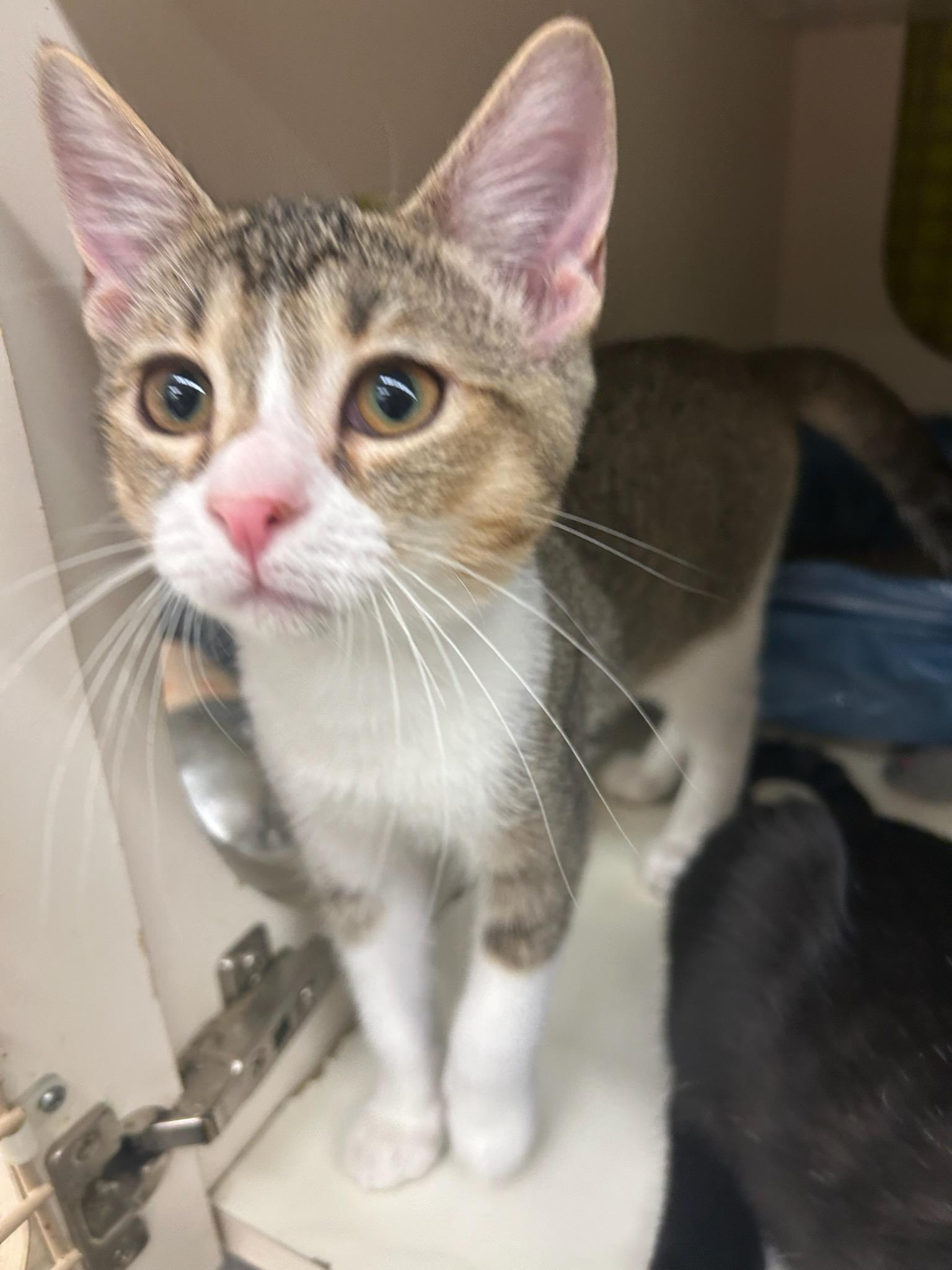 Enlarge Maylene, a Adopted Domestic Short Hair in Riverside, CA image 2/2