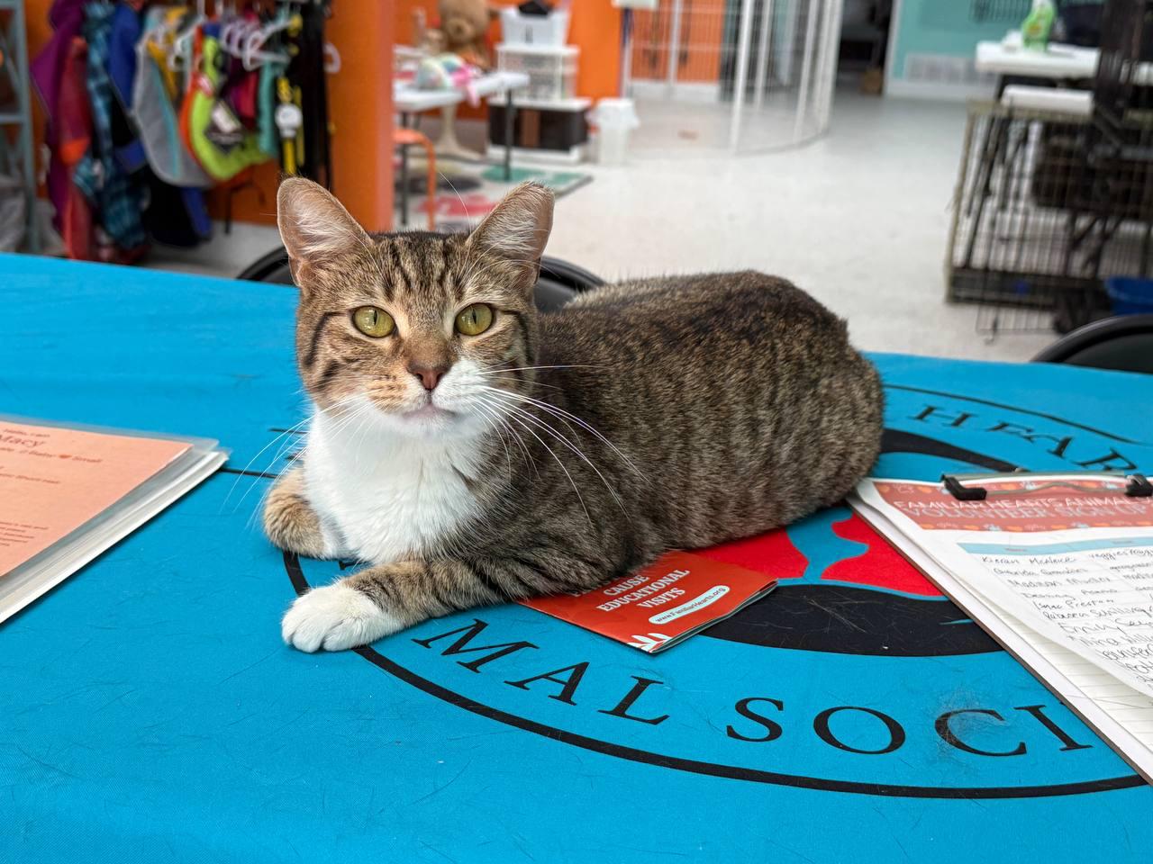 Circe, Adoptable, Young Female Domestic Short Hair.