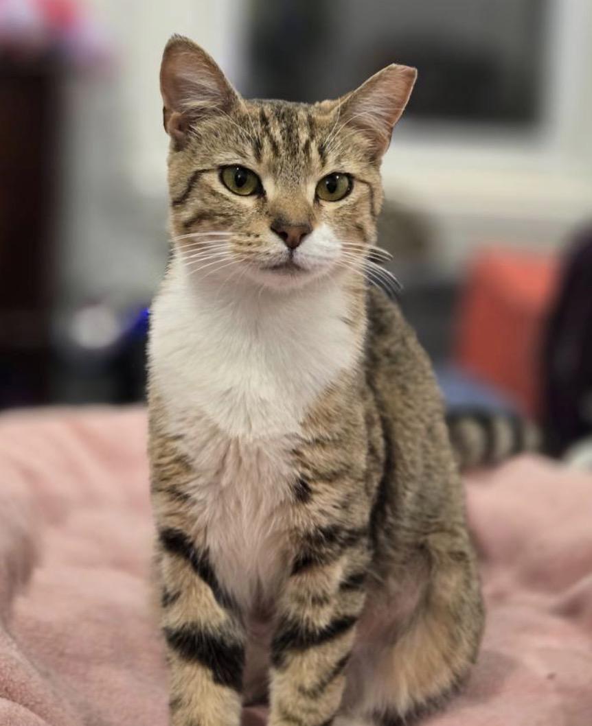 Enlarge Circe, a Adoptable Domestic Short Hair in Philadelphia, PA image 2/2
