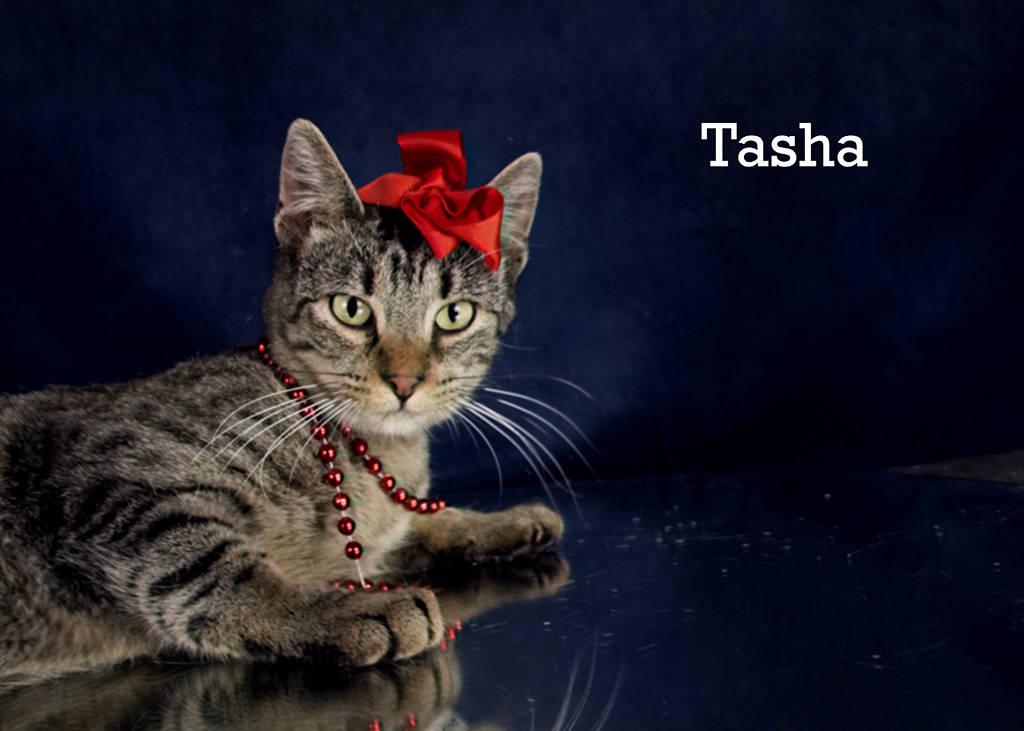 Enlarge Tasha, a Adoptable Domestic Short Hair in York, NE image 3/4