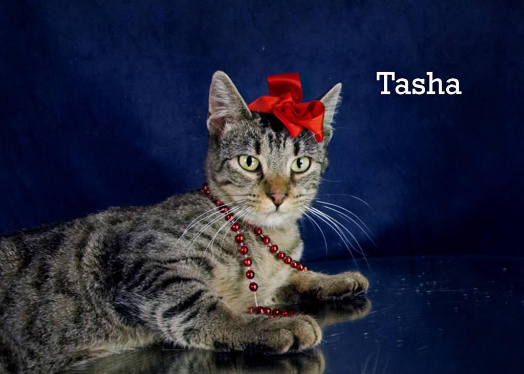 Enlarge Tasha, a Adoptable Domestic Short Hair in York, NE image 4/4