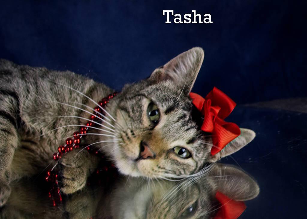Enlarge Tasha, a Adoptable Domestic Short Hair in York, NE image 2/4
