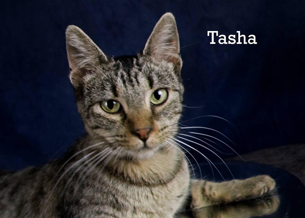 Enlarge Tasha, a Adoptable Domestic Short Hair in York, NE image 1/4