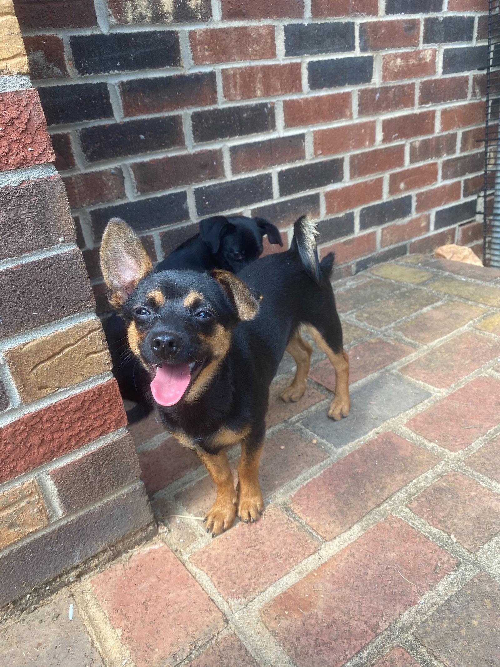Polo, a Adopted Chihuahua in Pacolet, SC image 1/3