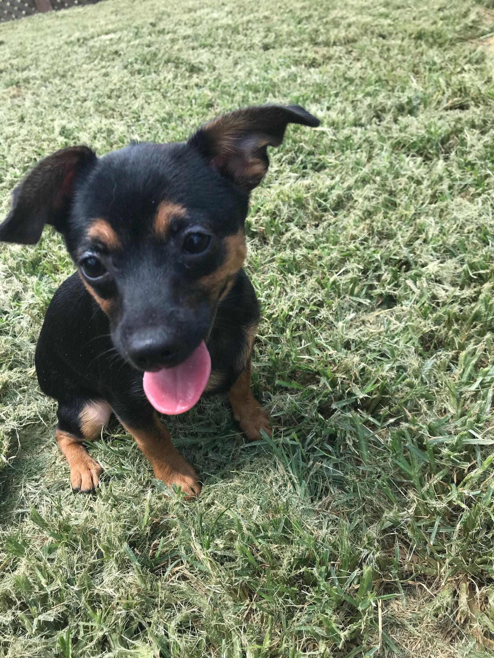 Polo, a Adopted Chihuahua in Pacolet, SC image 2/3