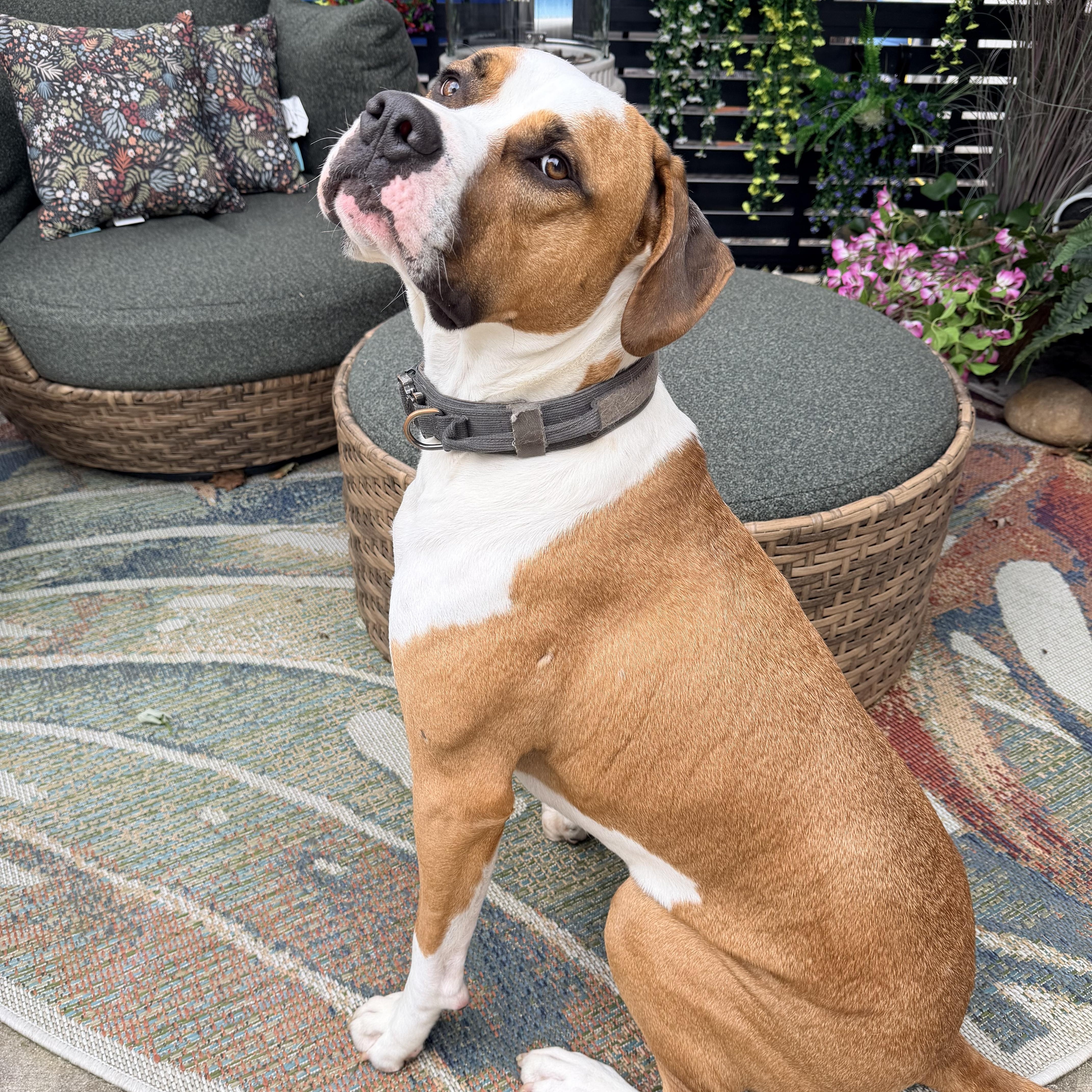 Enlarge Barley, a Adoptable mixed breed in Sarnia, ON image 1/4
