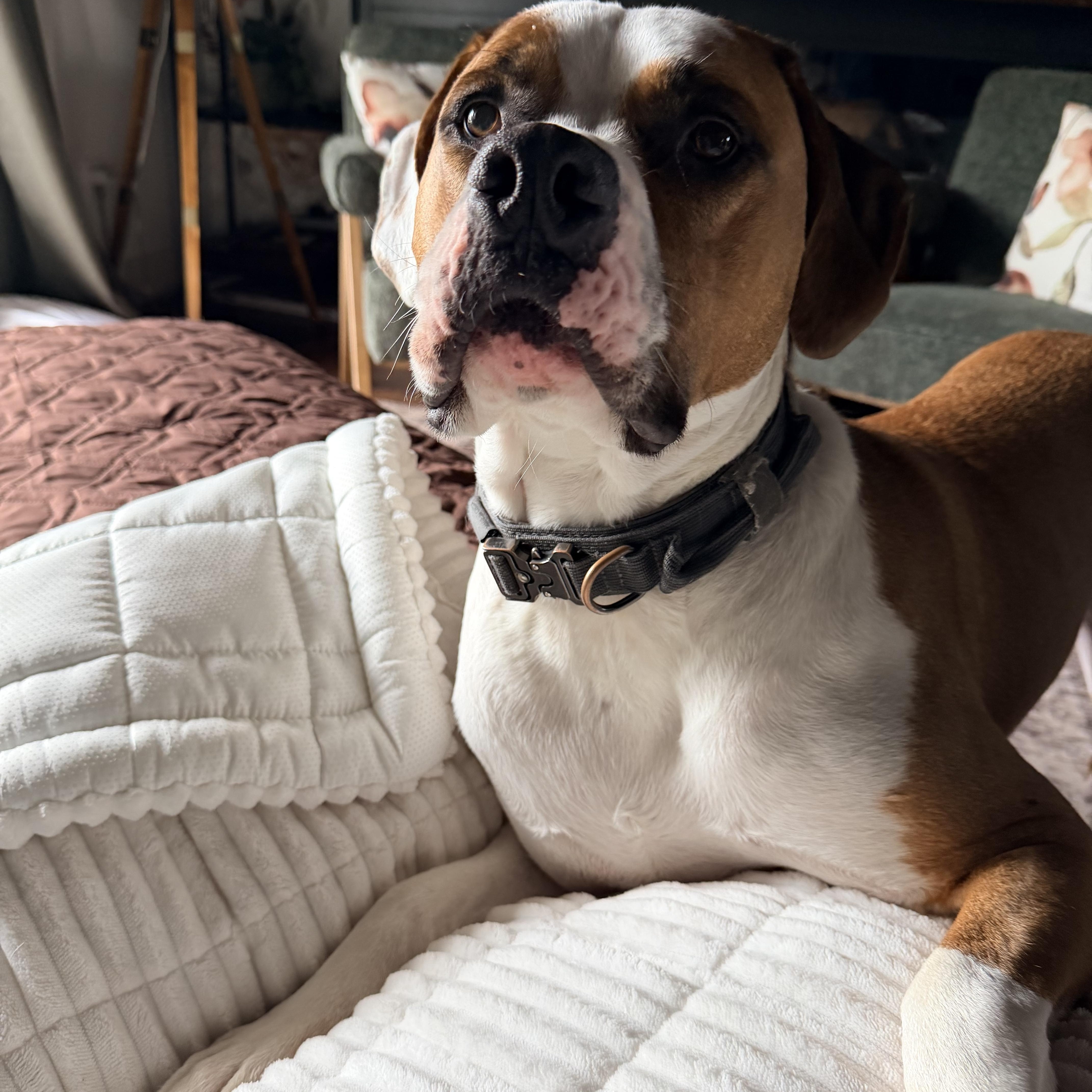 Enlarge Barley, a Adoptable mixed breed in Sarnia, ON image 3/4