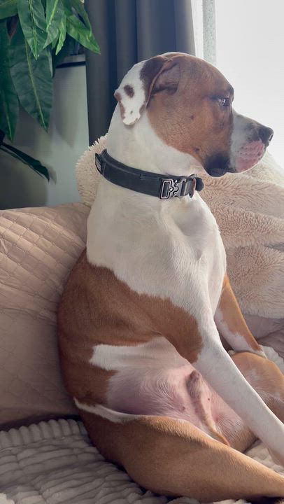 Enlarge Barley, a Adoptable mixed breed in Sarnia, ON video 2/4
