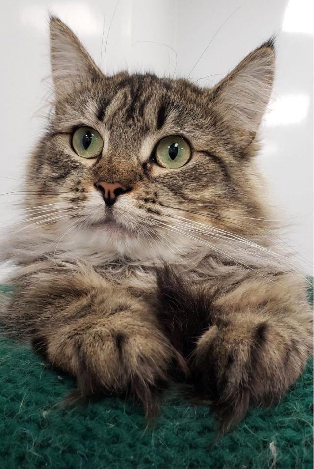 Vannah, Adoptable, Adult Female Domestic Medium Hair.