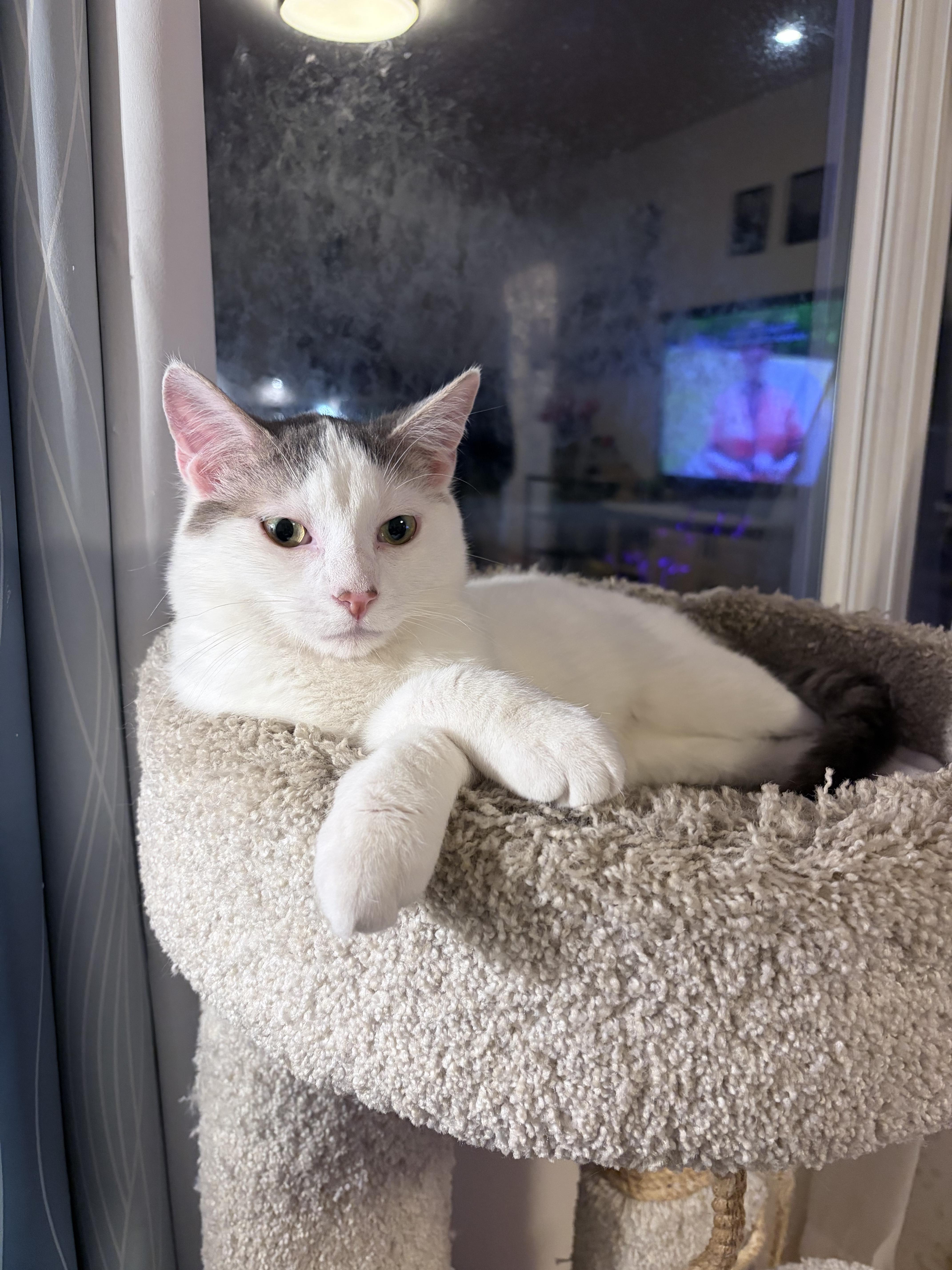 Enlarge Toby, a ADOPTABLE Domestic Short Hair in Chicago, IL image 4/5