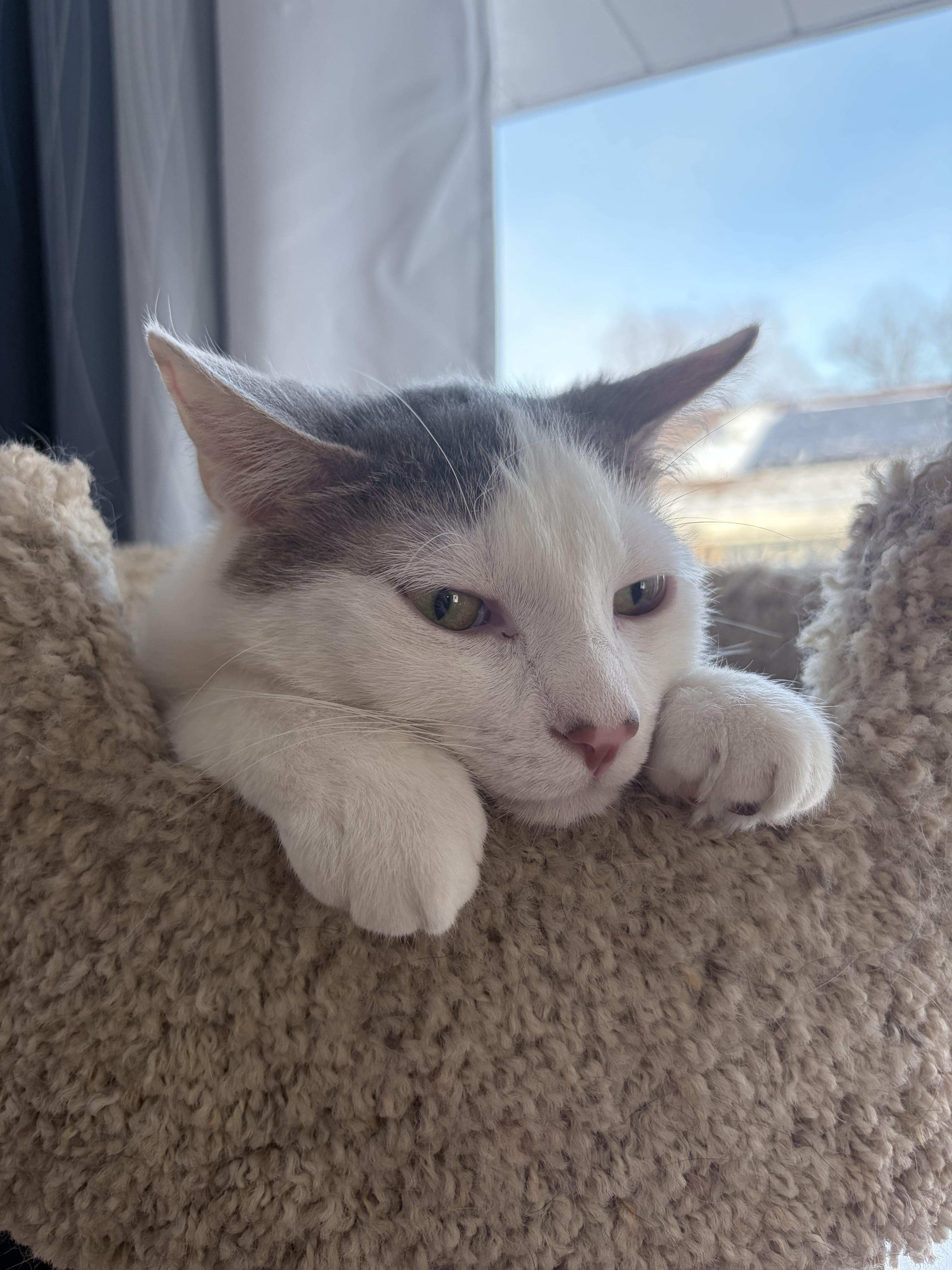 Enlarge Toby, a ADOPTABLE Domestic Short Hair in Chicago, IL image 5/5