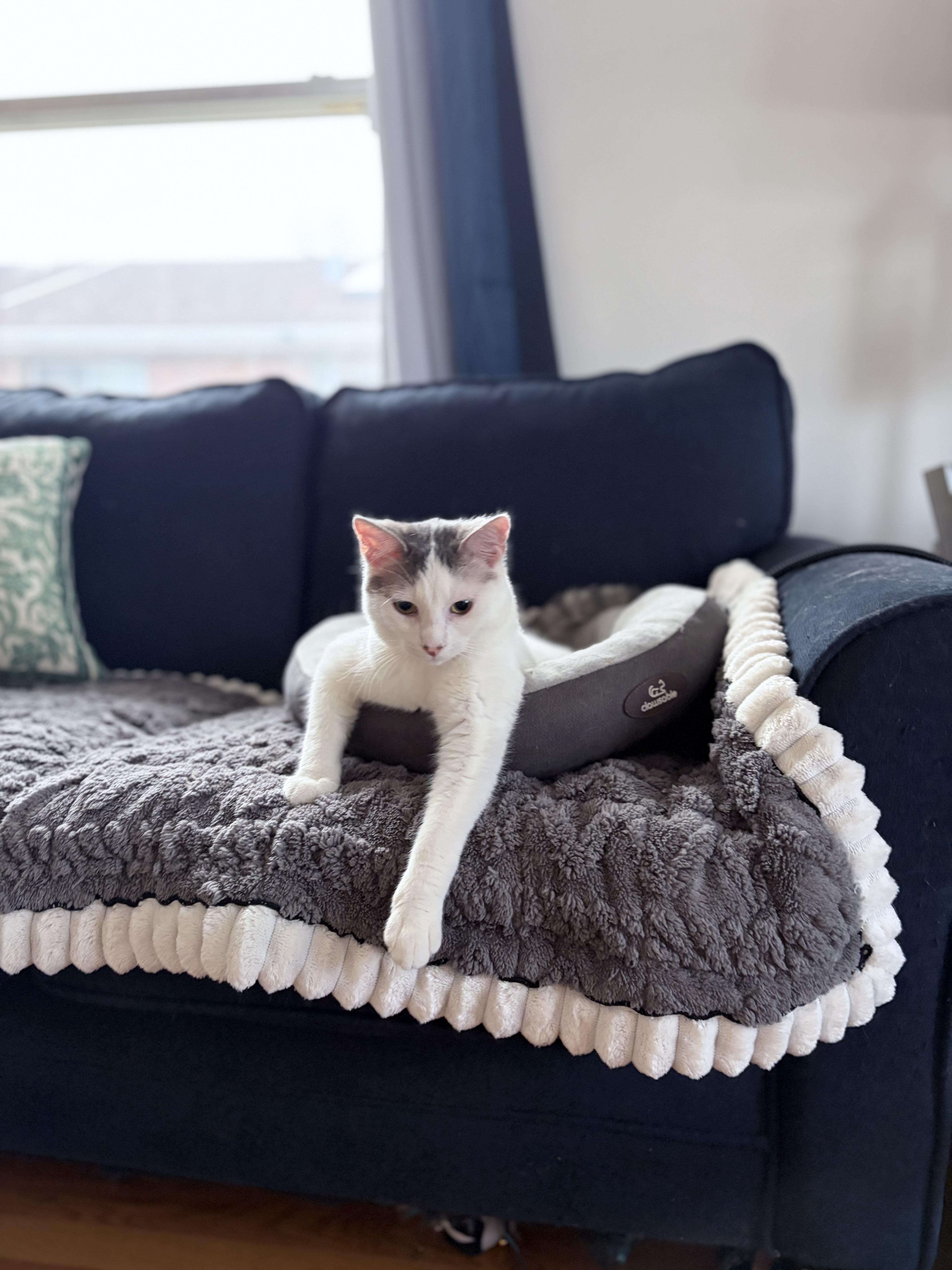 Enlarge Toby, a ADOPTABLE Domestic Short Hair in Chicago, IL image 2/5