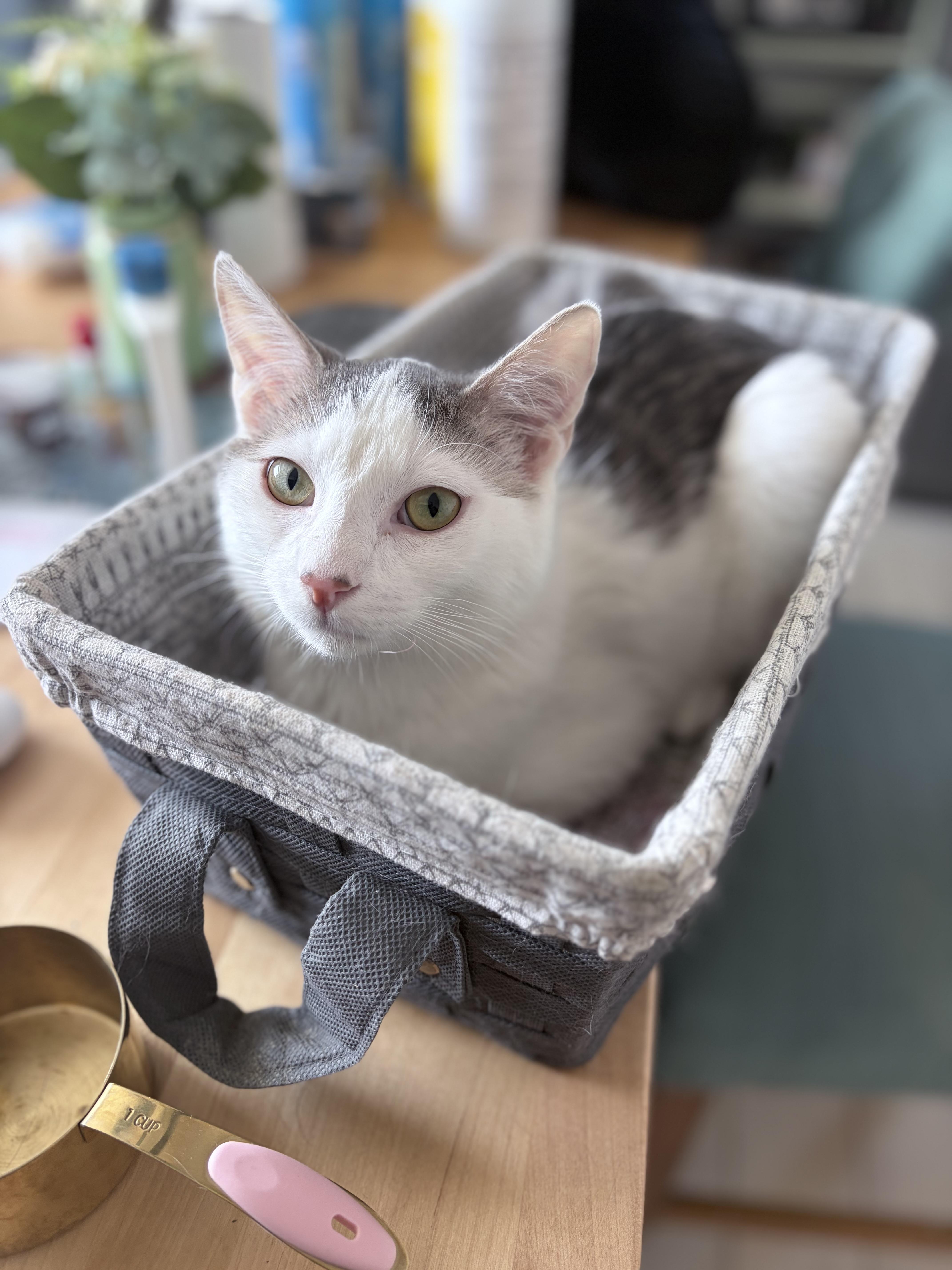Enlarge Toby, a ADOPTABLE Domestic Short Hair in Chicago, IL image 1/5