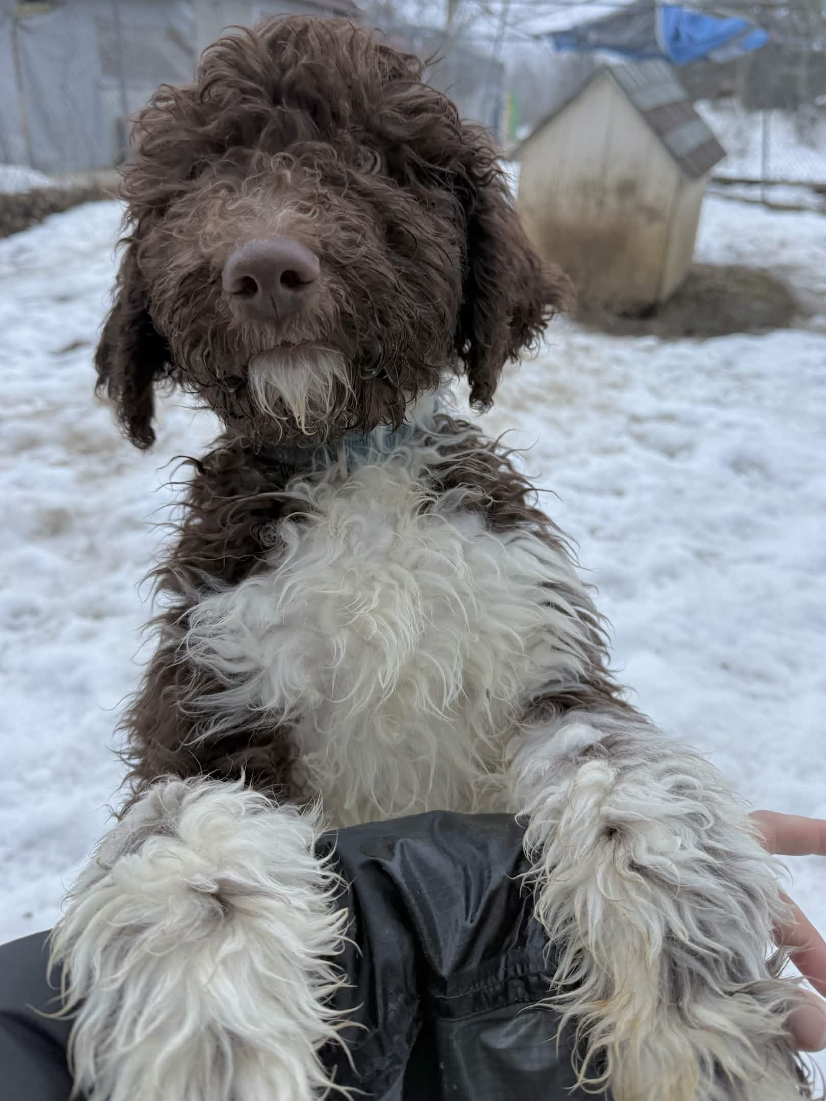 Enlarge Saturn, a Adoptable Standard Poodle in Exeter, RI image 2/5