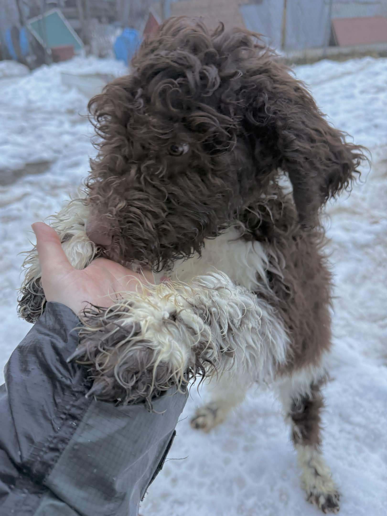 Enlarge Saturn, a Adoptable Standard Poodle in Exeter, RI image 5/5