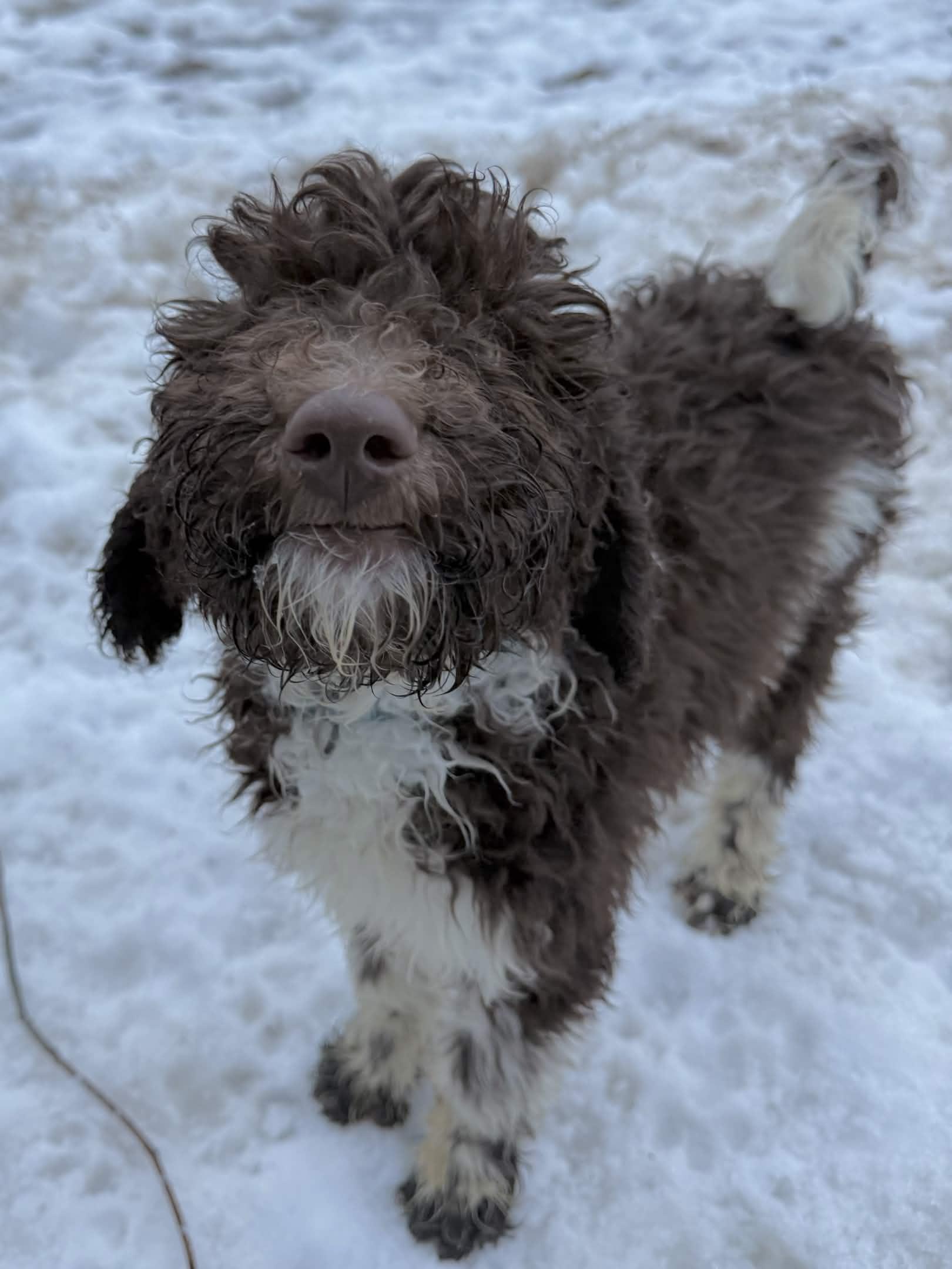 Enlarge Saturn, a Adoptable Standard Poodle in Exeter, RI image 3/5