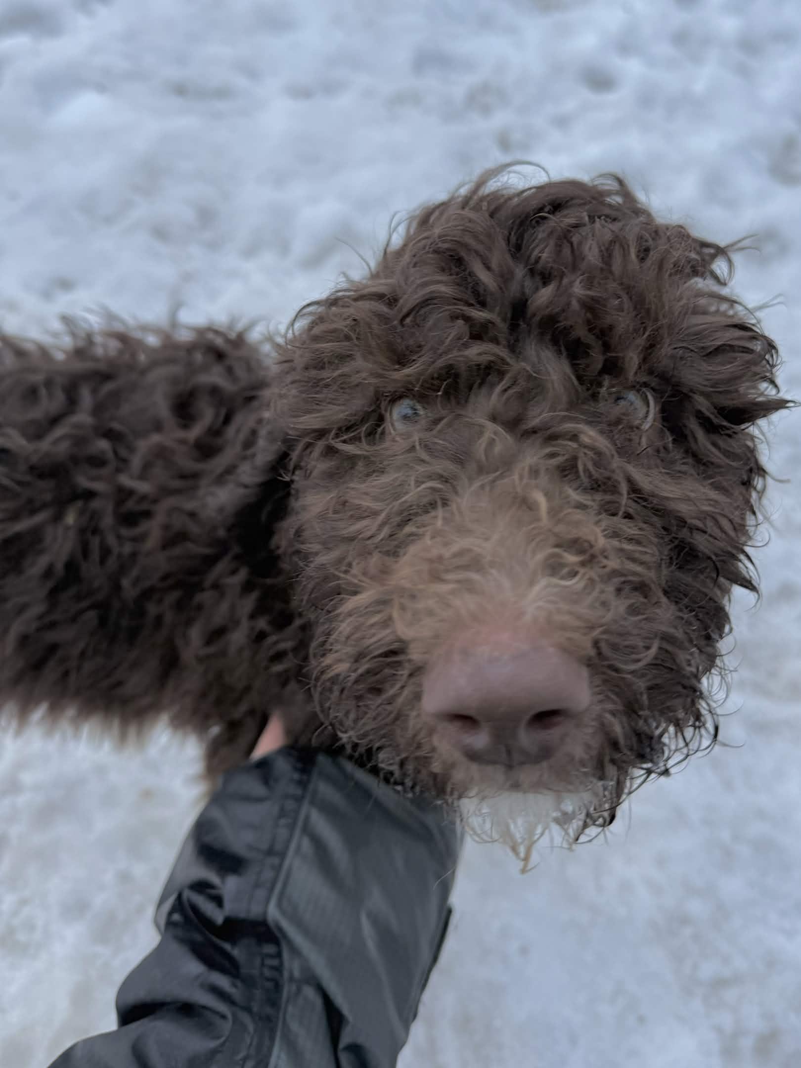 Enlarge Saturn, a Adoptable Standard Poodle in Exeter, RI image 4/5