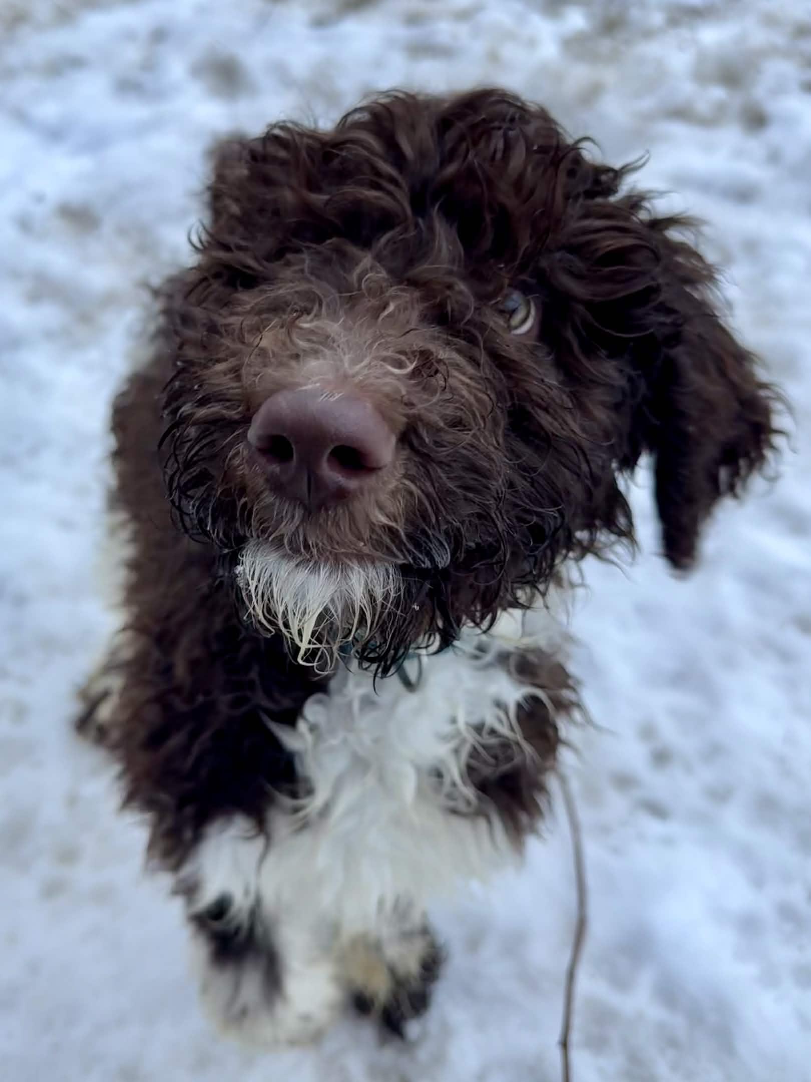 Enlarge Saturn, a Adoptable Standard Poodle in Exeter, RI image 1/5