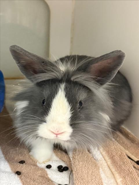Enlarge PETER/JENGA, a Adoptable Bunny Rabbit in Hayward, CA image 1/1