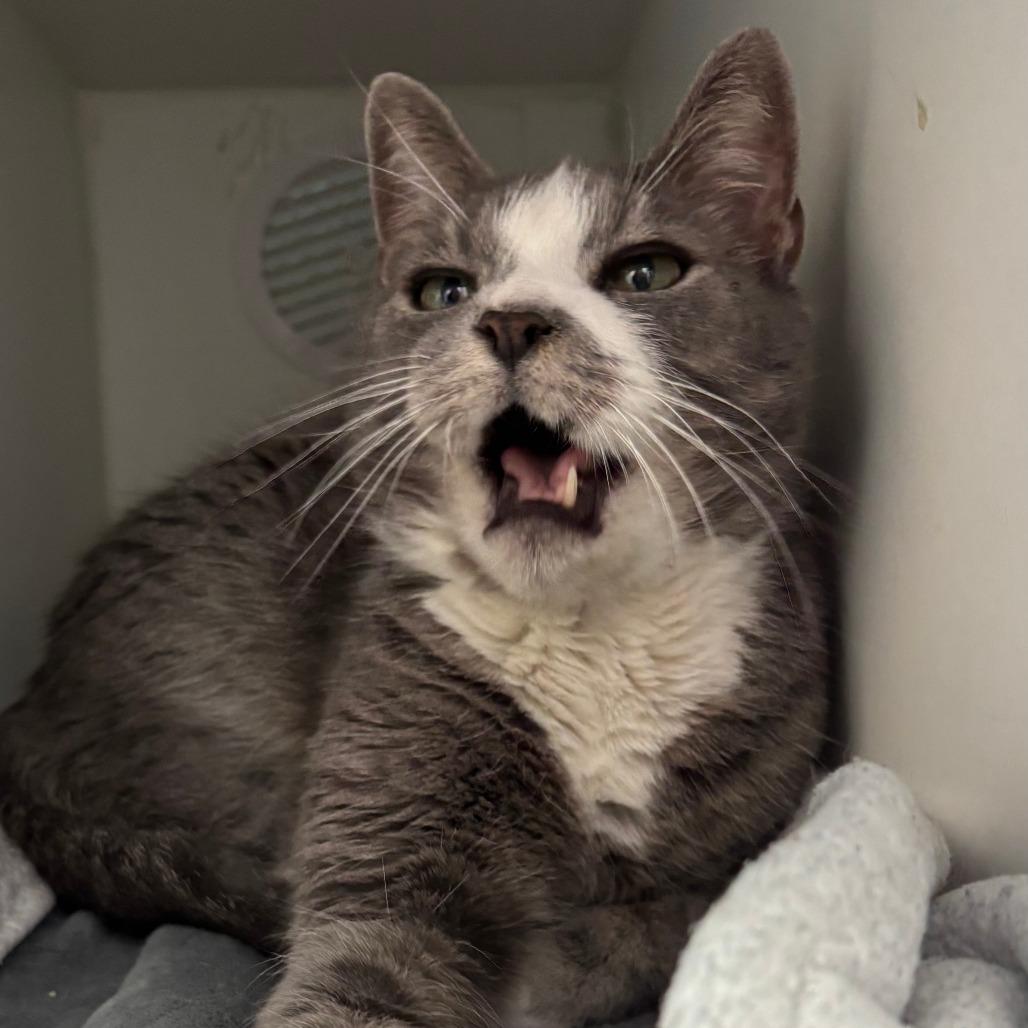 Enlarge Felix, a Adoptable Domestic Short Hair in Philadelphia, PA image 1/6