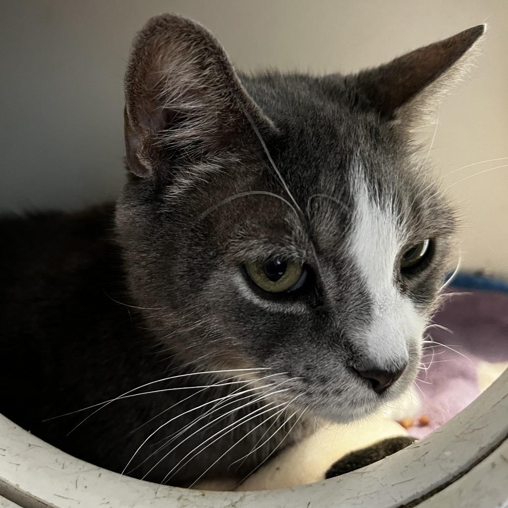 Felix, Adoptable, Senior Male Domestic Short Hair.