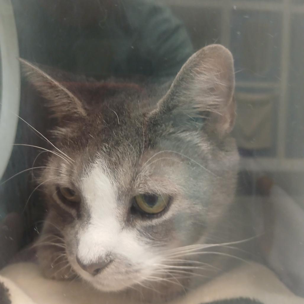 Felix, Adoptable, Senior Male Domestic Short Hair.