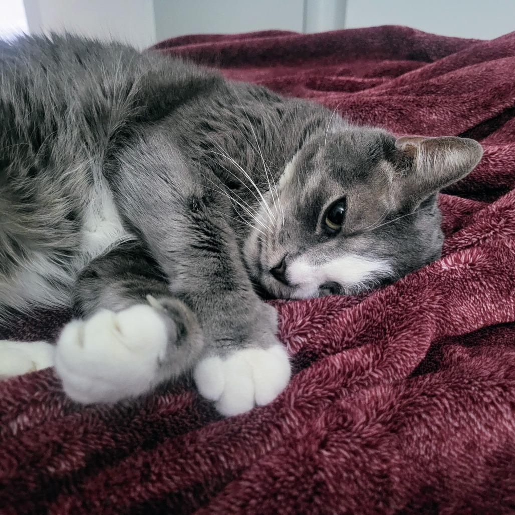 Felix, a Adoptable Domestic Short Hair in Philadelphia, PA image 6/6