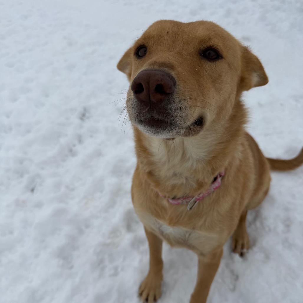 Kaea, Adoptable, Adult Female Mixed Breed.
