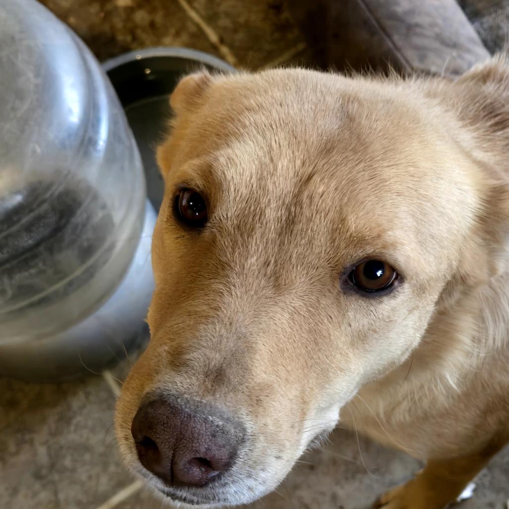 Kaea, Adoptable, Adult Female Mixed Breed.