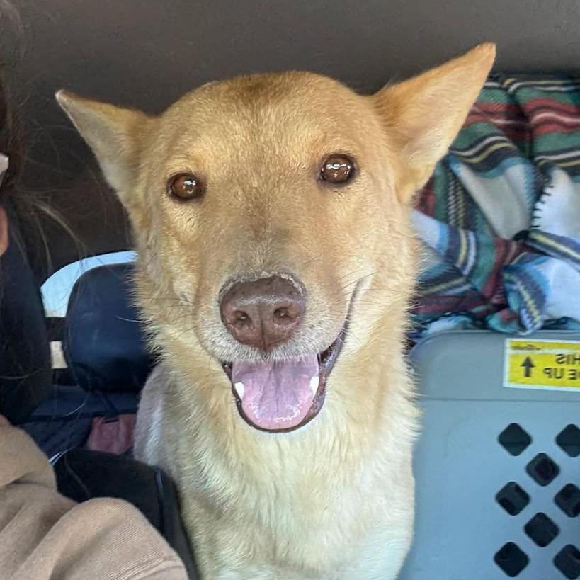 Kaea, a Adoptable Mixed Breed in Moab, UT image 1/6