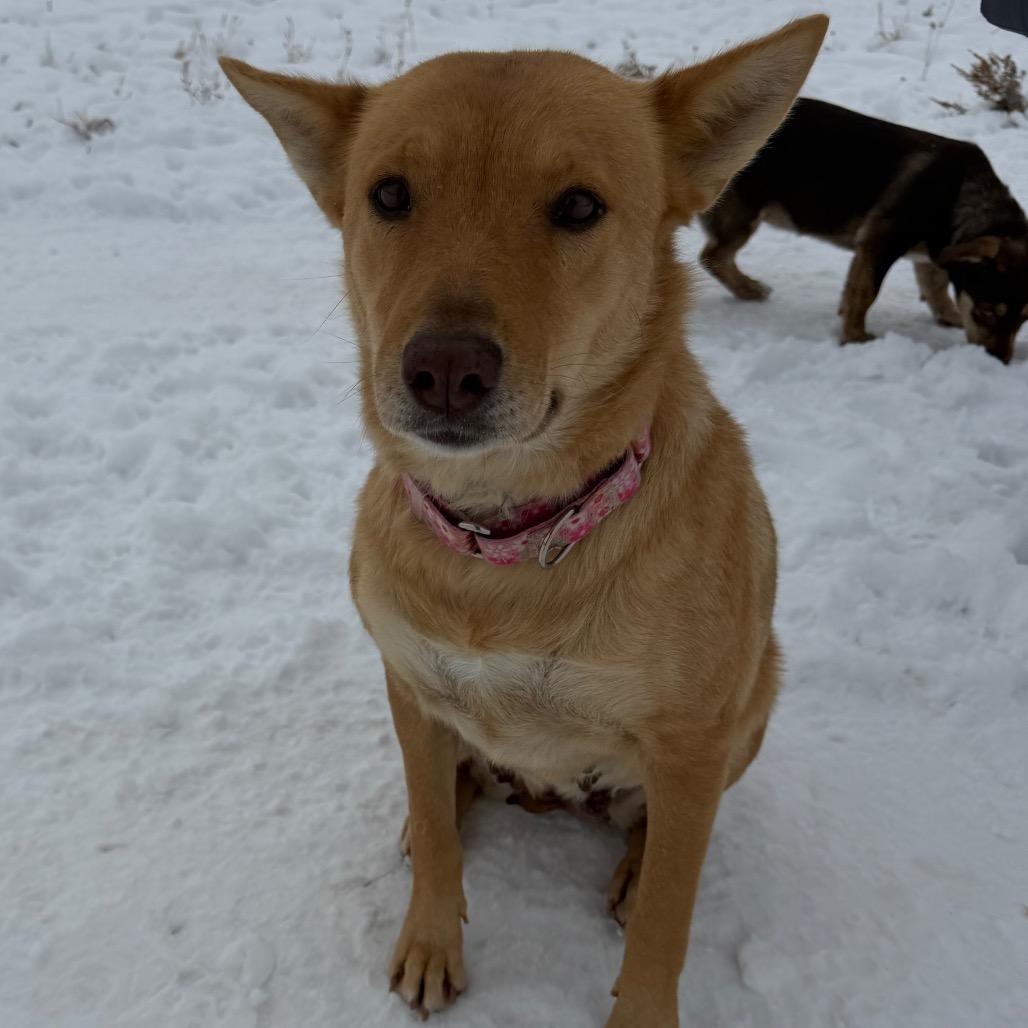 Enlarge Kaea, a Adoptable Mixed Breed in Moab, UT image 2/6