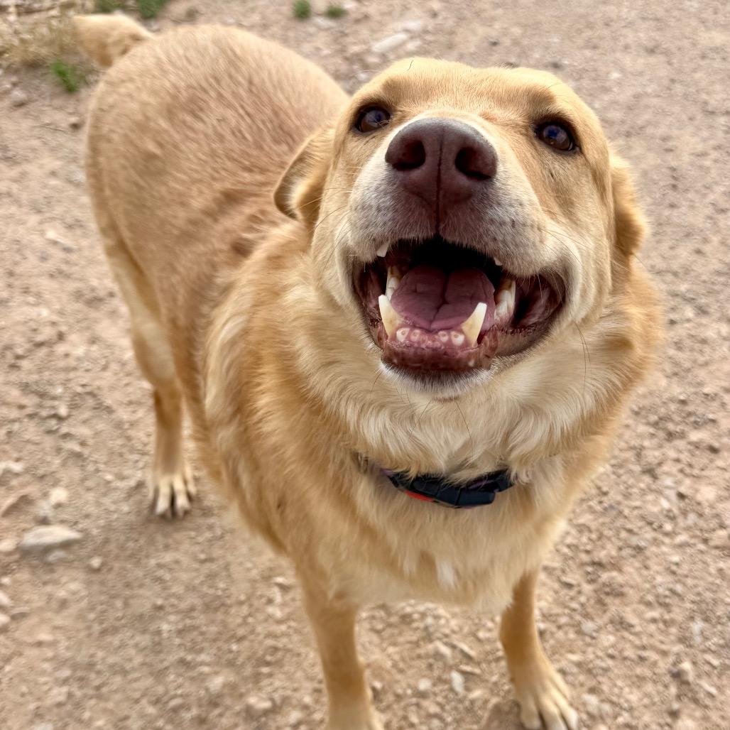 Enlarge Kaea, a Adoptable Mixed Breed in Moab, UT image 3/6