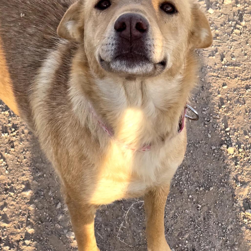 Enlarge Kaea, a Adoptable Mixed Breed in Moab, UT image 3/6