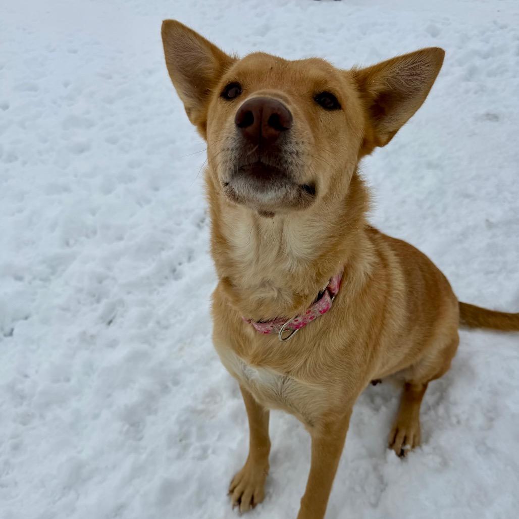 Kaea, a Adoptable Mixed Breed in Moab, UT image 2/6