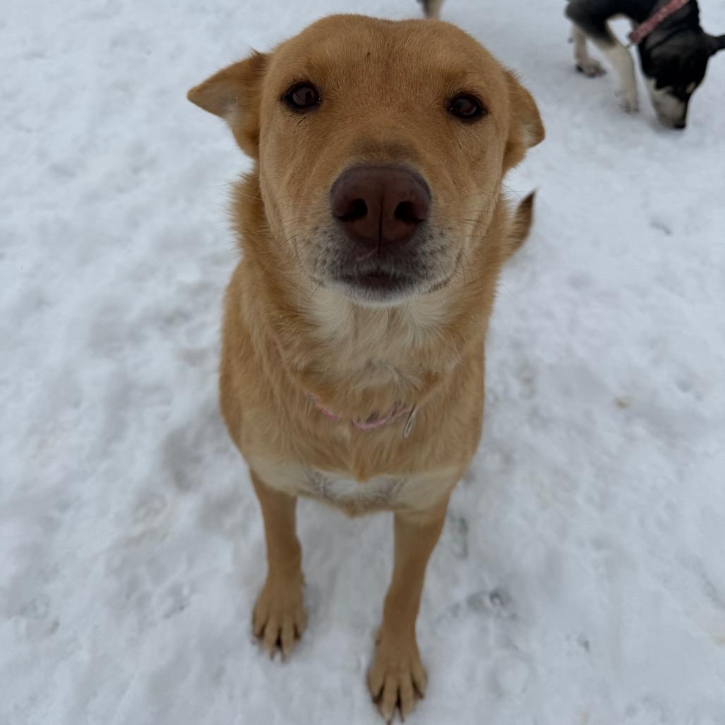 Kaea, a Adoptable Mixed Breed in Moab, UT image 4/6