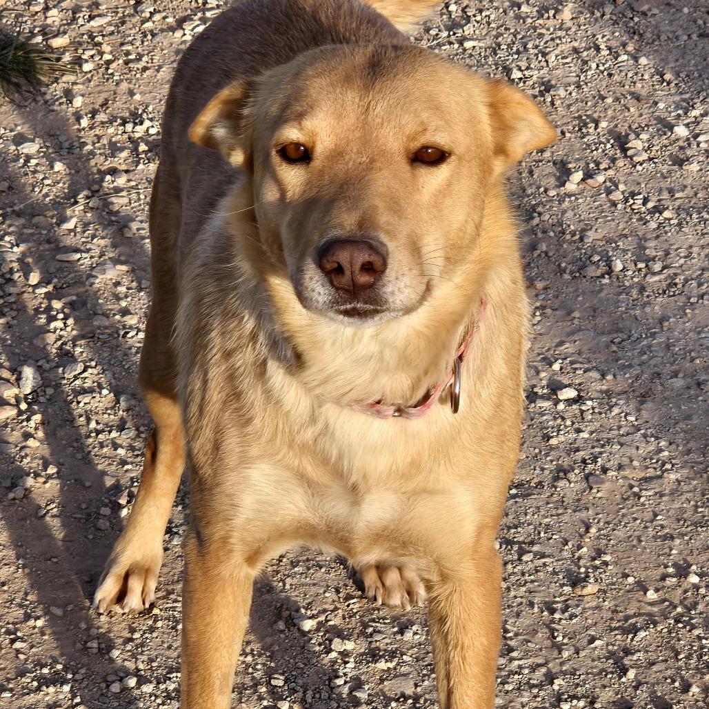 Enlarge Kaea, a Adoptable Mixed Breed in Moab, UT image 5/6