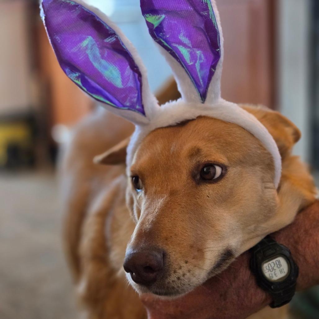 Kaea, a Adoptable Mixed Breed in Moab, UT image 6/6